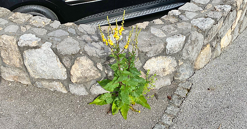 A beautiful plant, with flowers, growing out of concrete