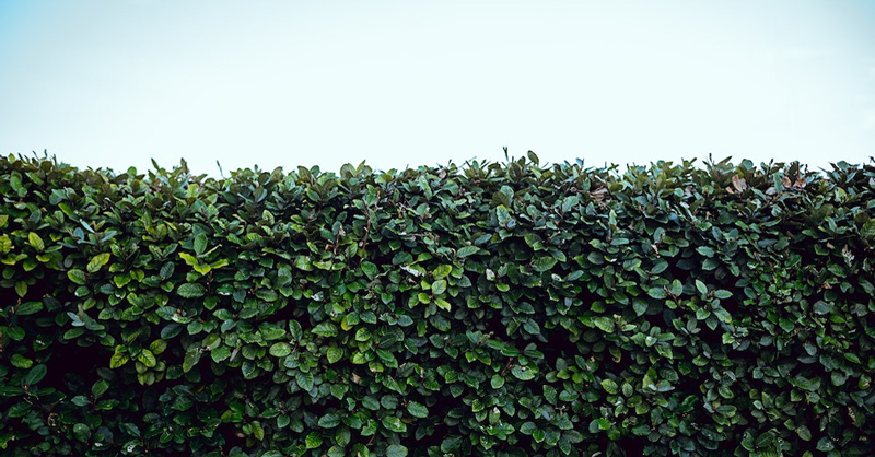 Hedge